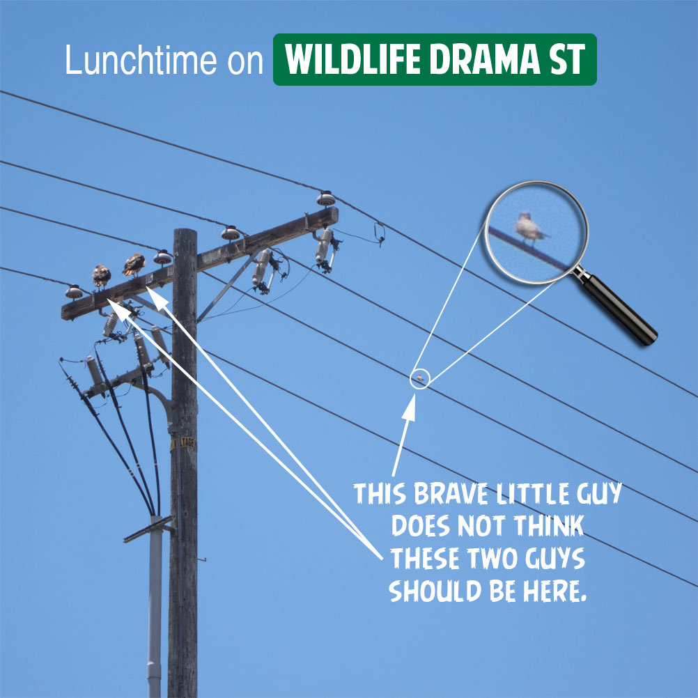 lunchtime-on-wildlife-drama-street
